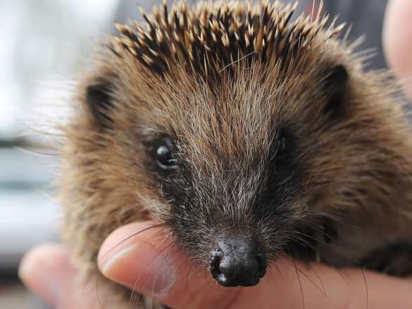 Во Франции начали есть ежей: полиция задерживает тех, кто отлавливает колючих зверьков (ФОТО) | Русская весна