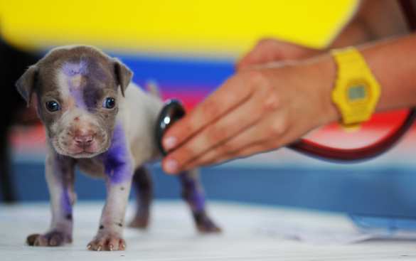 Роль ветеринарных клиник в больших городах | Русская весна