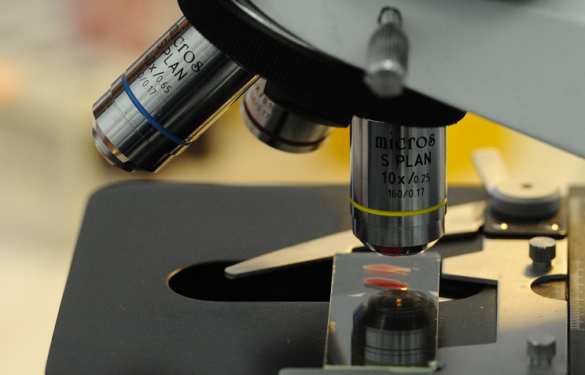 Нижегородский ученые разработали гель, останавливающий кровь менее чем за минуту | Русская весна