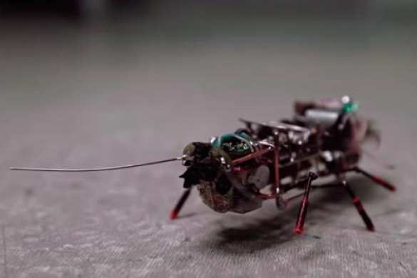 Калининградские ученые собрали микротерминатора (ВИДЕО) | Русская весна