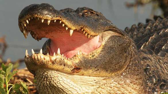 Учёные рассказали о необычной способности аллигаторов (ФОТО) | Русская весна