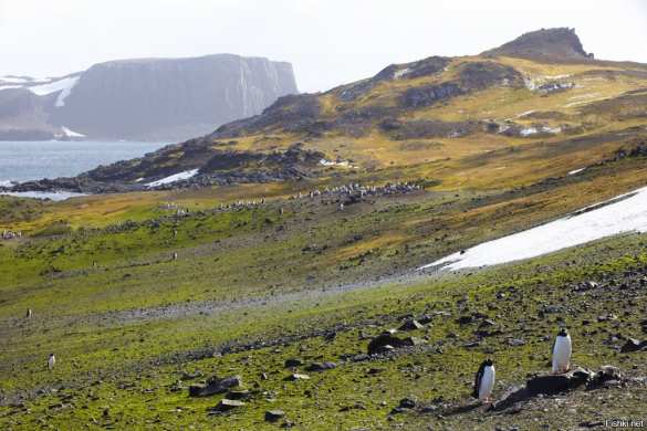 Угрожающая аномалия: в Антарктиде установилась феноменальная жара (ФОТО, ВИДЕО) | Русская весна