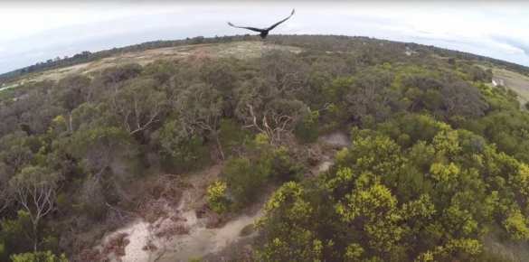 Птицы продолжают нападать на квадрокоптеры (видео) | Русская весна