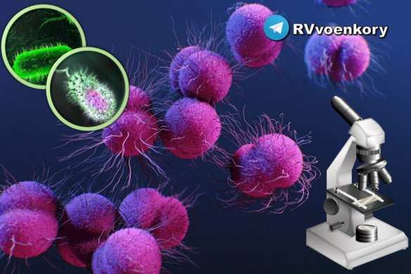 «Взлом» бактерий: учёные заявляют о победе над раком с помощью живого оружия | Русская весна