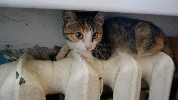 Украина не может начать отопительный сезон | Русская весна