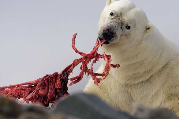 «Все были в шоке»: медведь-альбинос атаковал украинских туристов в Турции (ВИДЕО) | Русская весна