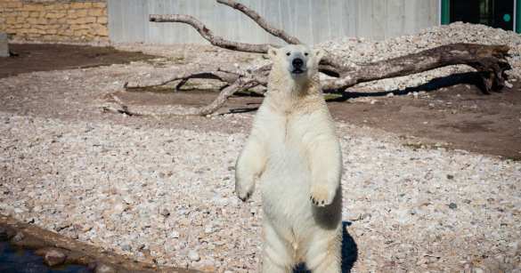 В Эстонии усыпили подаренного Россией медведя Кефирчика (+ВИДЕО)  | Русская весна