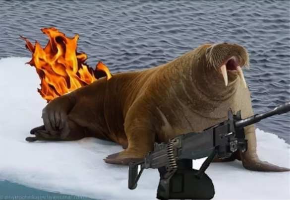 «Шок-сенсация»: как морж уничтожил десантный катер ВМФ России, рассказали на Западе (ФОТО, ВИДЕО) | Русская весна