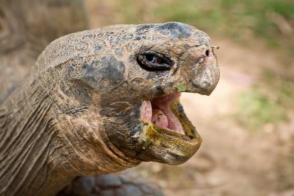 Их нравы: в США учитель скормил черепахе живого щенка (ФОТО) | Русская весна