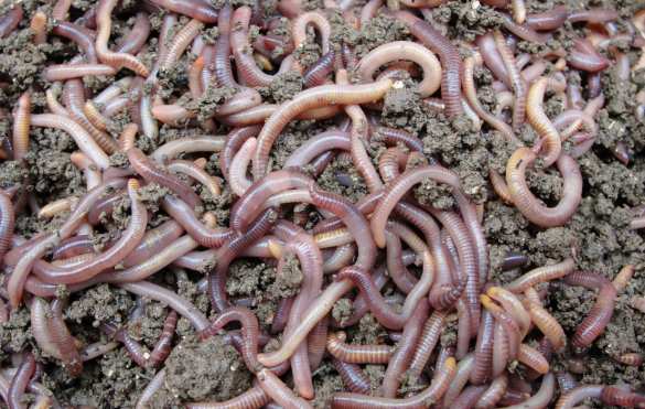 Получится ли у Запада заставить людей есть насекомых? | Русская весна