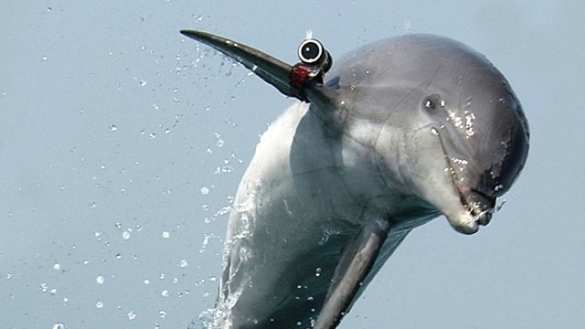 Боевые дельфины Крыма вступили в российскую армию Боевые дельфины Крыма вступили в российскую армию | Русская весна