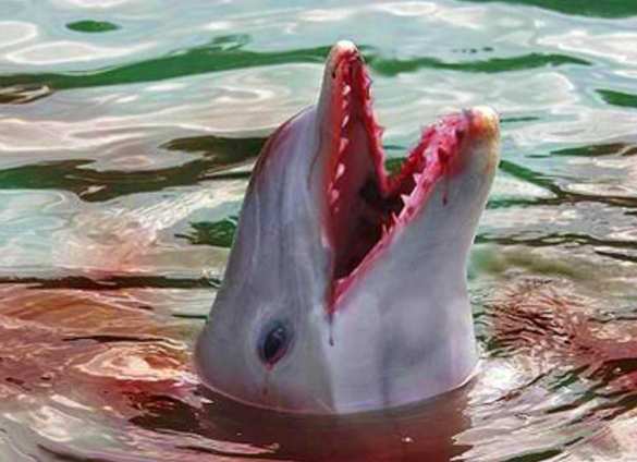 Десятки погибших дельфинов выбросило на берег под Одессой (ФОТО 18+) | Русская весна