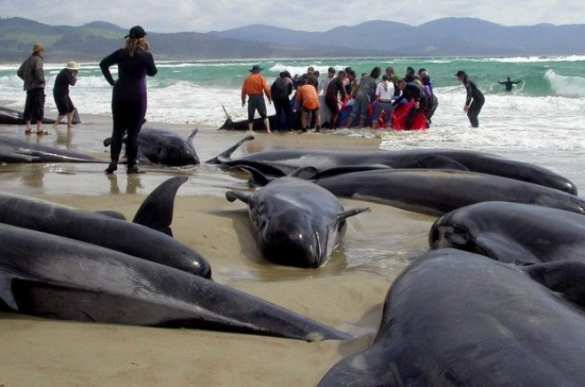 Массовое самоубийство дельфинов попало на видео | Русская весна