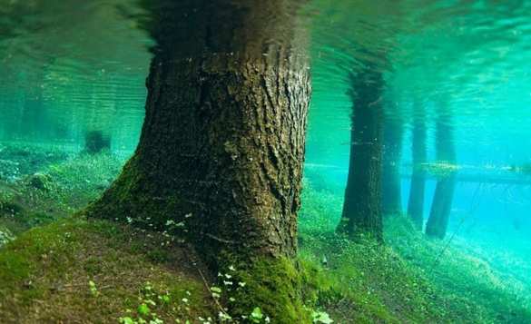 Под Калининградом со дна Балтики выступил древний реликтовый лес (ФОТО) | Русская весна