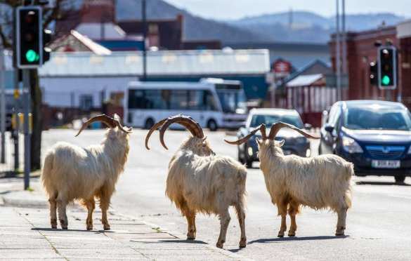 Козлы захватили опустевший город в Британии (ФОТО, ВИДЕО) | Русская весна