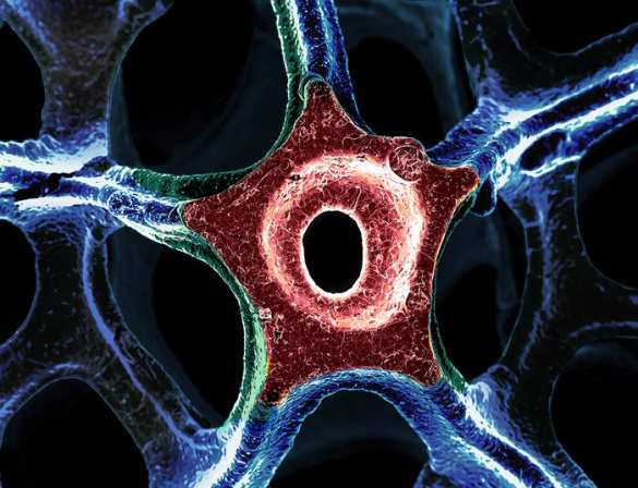 «Морская звезда» из графена побеждает в фотоконкурсе Цейса (уникальное фото) | Русская весна