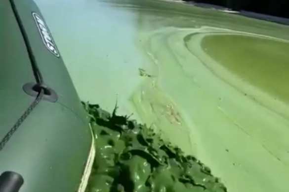 Приток Днепра покрылся «водяной чумой»: экологи бьют тревогу (ВИДЕО) | Русская весна