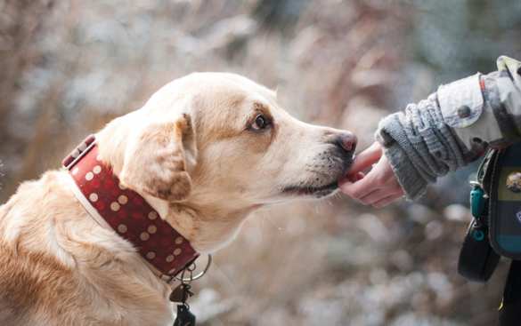 Дрессировка собак: полезные советы | Русская весна