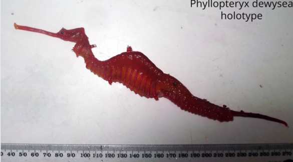 В Сети появилось видео редкого морского дракона (ВИДЕО) | Русская весна