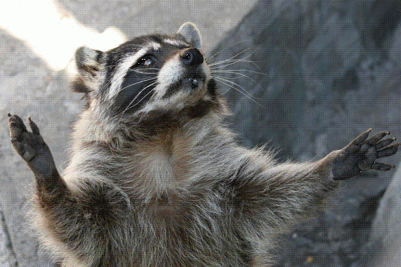 Украинские пограничники не пустили в Донецк женщину с 8 собаками, енотом, песцом и макакой (ФОТО) | Русская весна