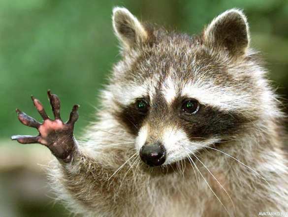 Чернобыль: зона ожила и кишит фауной (ФОТО) | Русская весна