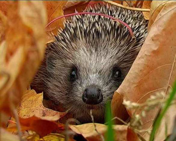 «Ёж по-волынски» — история с поеданием ежей имела под собой вполне реальную основу (ВИДЕО) | Русская весна