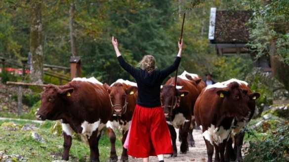 Немецкие фермеры призывают ЕС отказаться от антироссийских санкций | Русская весна