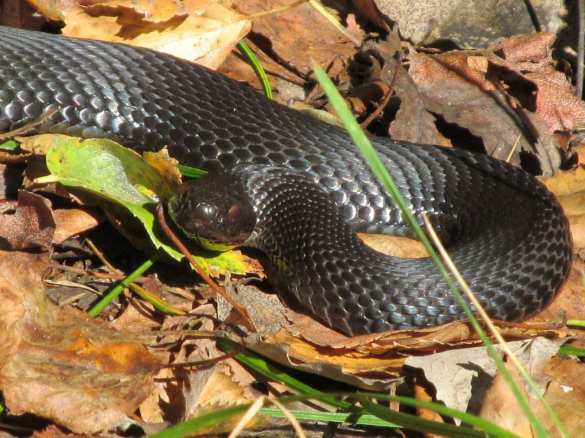Ядовитые гадюки проснулись раньше времени | Русская весна