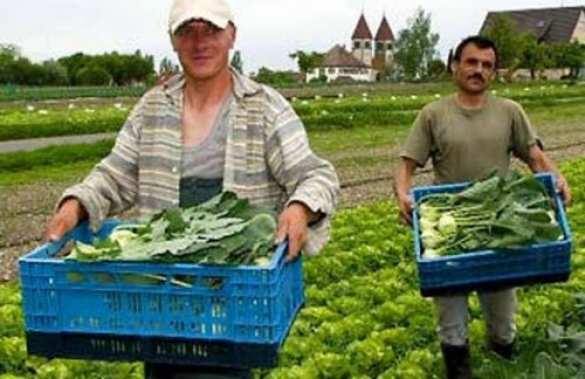 99% заявок на занятость, поданных работодателями в юго-восточной Польше, касается украинцев | Русская весна