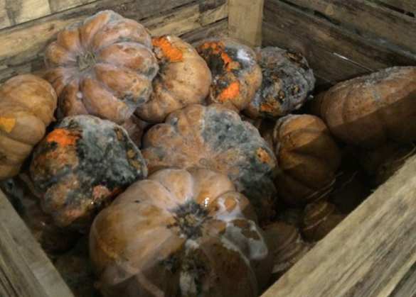 В Мариуполе сгнили 40 тонн овощей гуманитарной помощи для беженцев: городская власть не дала «добро» на раздачу продуктов (ФОТО, ВИДЕО) | Русская весна