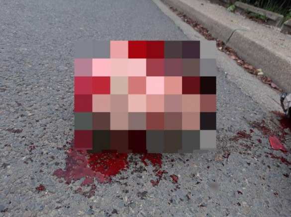 Дело чеченца-террориста из-под Парижа: сообщается о серии арестов | Русская весна