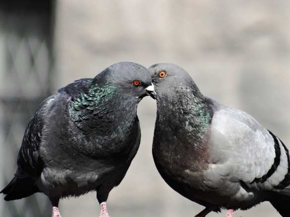 Саакашвили ответил на похвалу Зеленского | Русская весна