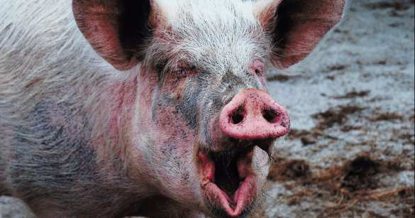 Агрессивный хряк загрыз фермера (ФОТО, ВИДЕО 18+) | Русская весна