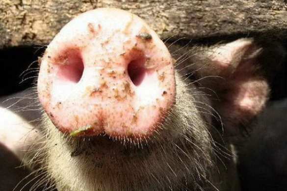 Свиньям Польши и Прибалтики не видать России еще три года | Русская весна