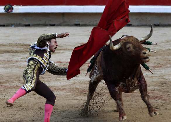 Украинская коррида: бешеный бык едва не поднял на рога «копа» в Николавеской области (ВИДЕО) | Русская весна