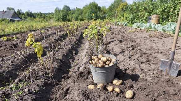 Польша, встречай: Украинские школьники вместо уроков копают картошку (ВИДЕО) | Русская весна