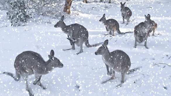 Кенгуру скачут по сугробам: Австралию накрывает снегом (ВИДЕО) | Русская весна