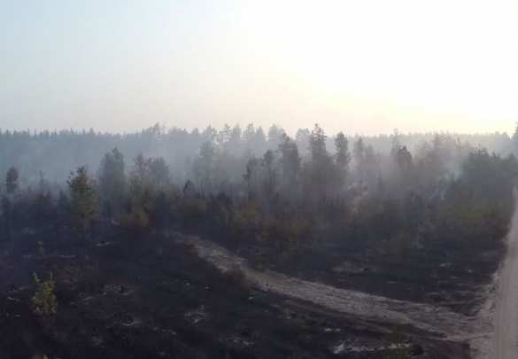 Последствия масштабного пожара в лесу под Киевом (ВИДЕО С БЕСПИЛОТНИКА) | Русская весна