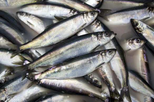 В Эстонии захотели отменить санкции, после того как Россия сожгла 72 тонны их кильки | Русская весна