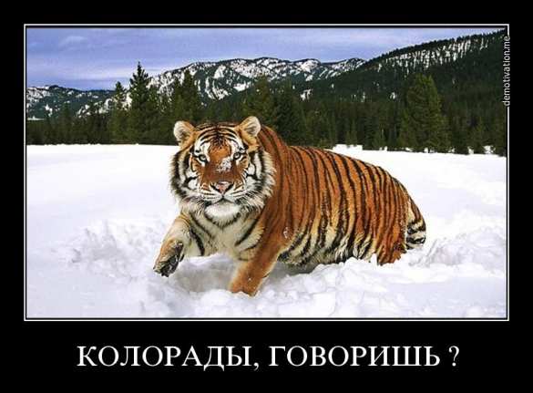 «Всё равно, что читать лекцию колорадским жукам!» — Турчинов о референдуме на Донбассе (ВИДЕО) | Русская весна