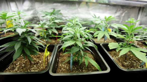 В Волынской психиатрической клинике выращивали коноплю | Русская весна