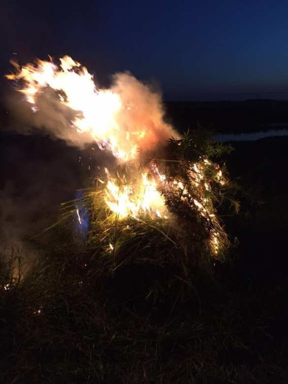 «СБУшники» жгли коноплю в «АТО» (ФОТО) | Русская весна
