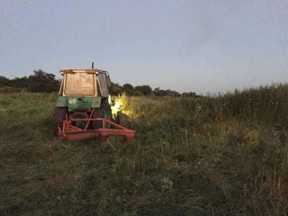 СБУ нашла плантацию конопли стоимостью 1 млн долларов (ВИДЕО) | Русская весна