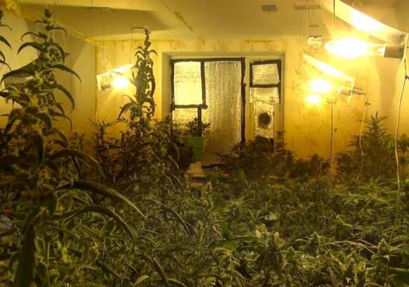 «Весёлое будущее»: на Украине строят тёплые дома из конопли (ВИДЕО) | Русская весна