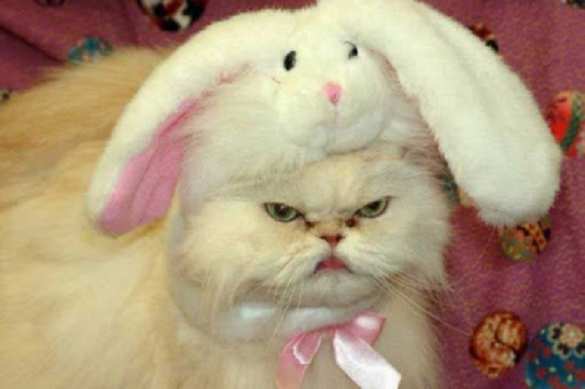 Волонтёры под Киевом спасали кота, чуть не погибшего из-за могилизаторов ТЦК (ВИДЕО) | Русская весна