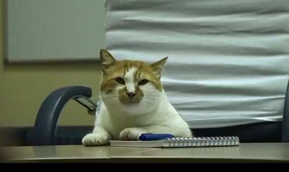 Первый рабочий день на новом месте — куда переехал кот Мостик (ФОТО, ВИДЕО) | Русская весна