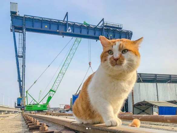 Кот Мостик одобрил открытие Крымского моста (ФОТО) | Русская весна