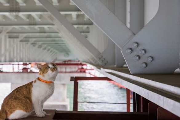 Главный по стройке: кот «проинспектирует» мост в Крым (ФОТО) | Русская весна