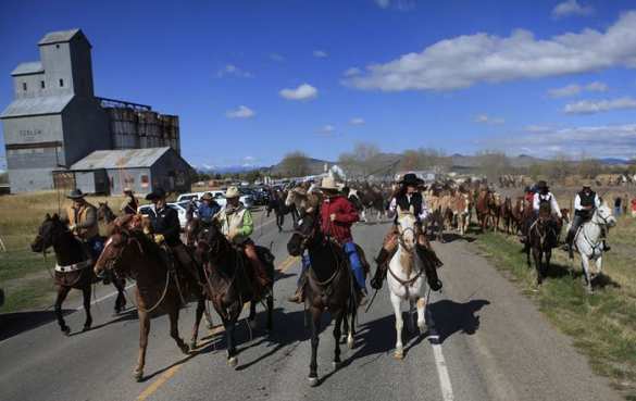 Конный отряд «ковбоев» ЛНР угнал 480 овец и направил их в Россию, — МВД Украины | Русская весна