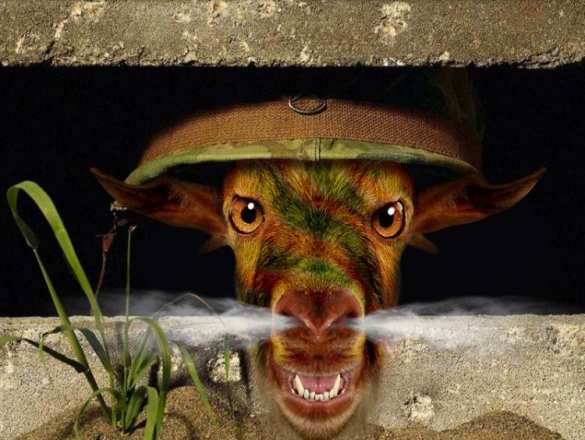 На Украине на территории военной базы выпасают скот (ФОТОФАКТ) | Русская весна